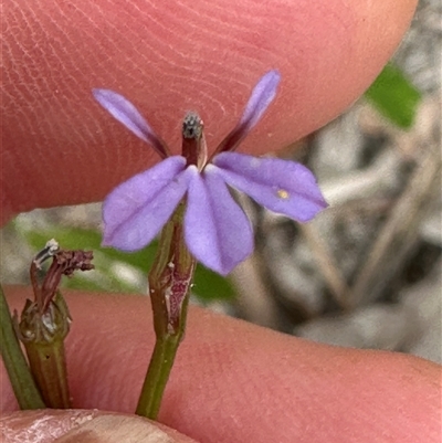 Lobelia anceps (Angled Lobelia) at Lake Conjola, NSW - 26 Nov 2024 by lbradley