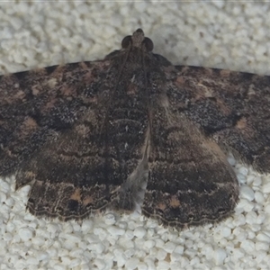 Diatenes aglossoides (An Erebid Moth) at Hall, ACT by Anna123