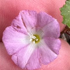 Convolvulus angustissimus subsp. angustissimus at Lake Conjola, NSW - 26 Nov 2024 by lbradley