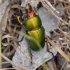 Lamprima aurata (Golden stag beetle) at Hall, ACT - 26 Nov 2024 by Anna123