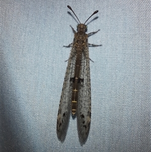 Bandidus canifrons (An Antlion Lacewing) at Goulburn, NSW by glbn1