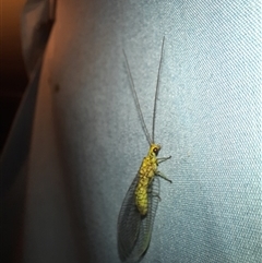 Italochrysa insignis at Goulburn, NSW - 24 Nov 2024 09:01 PM