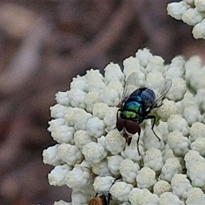 Calliphoridae (family) at Kingsdale, NSW - 25 Nov 2024 08:34 AM