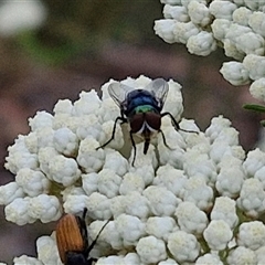 Calliphoridae (family) at Kingsdale, NSW - 25 Nov 2024 08:34 AM