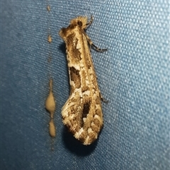 Moerarchis inconcisella at Goulburn, NSW - 23 Nov 2024 10:24 PM