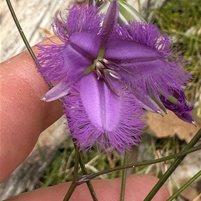 Thysanotus juncifolius at Lake Conjola, NSW - 26 Nov 2024 by lbradley