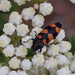 Castiarina kershawi at Kingsdale, NSW - 25 Nov 2024 08:34 AM