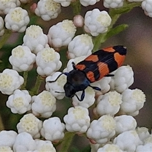 Castiarina kershawi at Kingsdale, NSW - 25 Nov 2024 08:34 AM