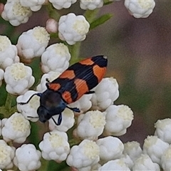 Castiarina kershawi at Kingsdale, NSW - 25 Nov 2024 08:34 AM