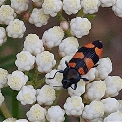 Castiarina kershawi at Kingsdale, NSW - 25 Nov 2024 08:34 AM