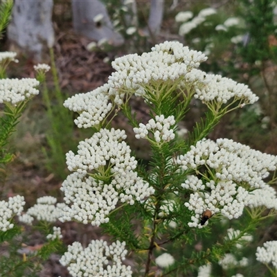 Ozothamnus diosmifolius (Rice Flower, White Dogwood, Sago Bush) at Kingsdale, NSW - 24 Nov 2024 by trevorpreston