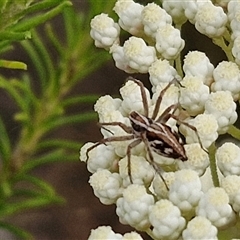 Oxyopes (genus) (Lynx spider) at Kingsdale, NSW - 25 Nov 2024 by trevorpreston
