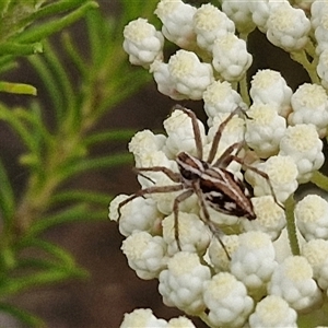 Oxyopes sp. (genus) at Kingsdale, NSW - 25 Nov 2024