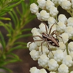 Oxyopes sp. (genus) at Kingsdale, NSW - 25 Nov 2024