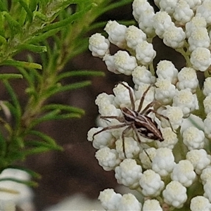 Oxyopes sp. (genus) at Kingsdale, NSW - 25 Nov 2024