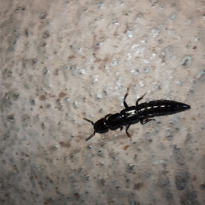 Thyreocephalus sp. (genus) (Rove beetle) at Goulburn, NSW - 25 Nov 2024 by glbn1