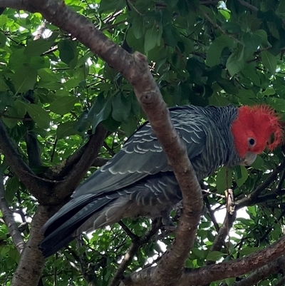 Callocephalon fimbriatum (Gang-gang Cockatoo) at Pindimar, NSW - 24 Nov 2024 by Nangala