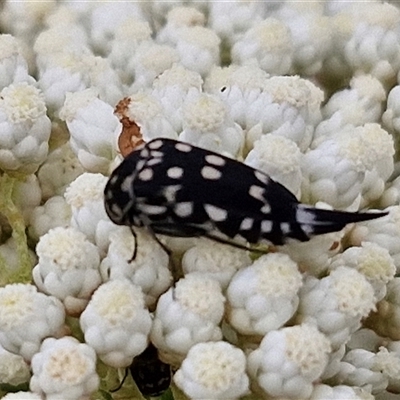 Mordella dumbrelli (Dumbrell's Pintail Beetle) at Kingsdale, NSW - 24 Nov 2024 by trevorpreston