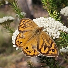 Heteronympha merope (Common Brown Butterfly) at Kingsdale, NSW - 24 Nov 2024 by trevorpreston