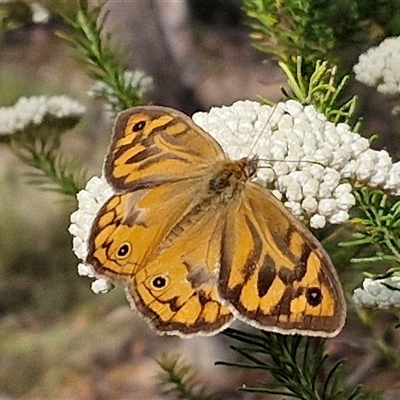 Heteronympha merope (Common Brown Butterfly) at Kingsdale, NSW - 24 Nov 2024 by trevorpreston