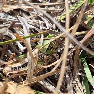 Praxibulus sp. (genus) at Bungendore, NSW - 26 Nov 2024