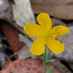 Hypericum gramineum at Kingsdale, NSW - 25 Nov 2024 08:26 AM