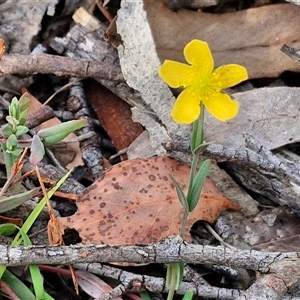 Hypericum gramineum at Kingsdale, NSW - 25 Nov 2024 08:26 AM