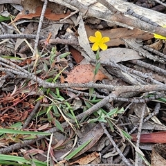 Hypericum gramineum at Kingsdale, NSW - 25 Nov 2024 08:26 AM