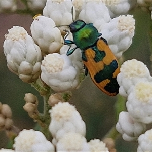 Castiarina hilaris at Kingsdale, NSW - 25 Nov 2024 08:24 AM