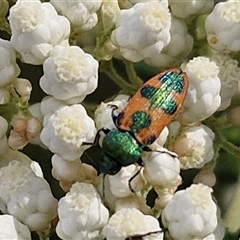 Castiarina hilaris at Kingsdale, NSW - 25 Nov 2024