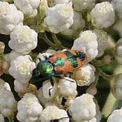 Castiarina hilaris at Kingsdale, NSW - 25 Nov 2024