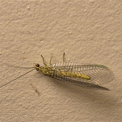 Calochrysa extranea (A green lacewing) at Bungendore, NSW - 25 Nov 2024 by clarehoneydove