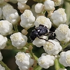 Microvalgus sp. (genus) (Flower scarab) at Kingsdale, NSW - 24 Nov 2024 by trevorpreston