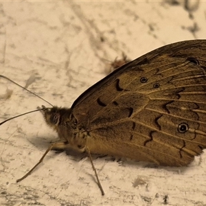 Heteronympha merope (Common Brown Butterfly) at Bungendore, NSW by clarehoneydove