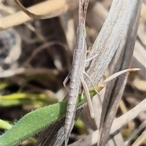 Acrida conica at Bungendore, NSW - suppressed