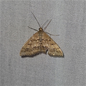 Scopula rubraria (Reddish Wave, Plantain Moth) at Braidwood, NSW by MatthewFrawley