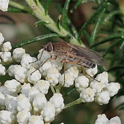 Anabarhynchus sp. (genus) (Stiletto Fly (Sub-family Therevinae)) at Kingsdale, NSW - 24 Nov 2024 by trevorpreston