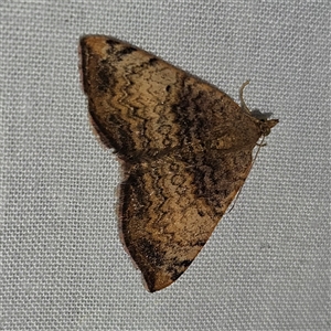 Chrysolarentia mecynata (Mecynata Carpet Moth) at Braidwood, NSW by MatthewFrawley