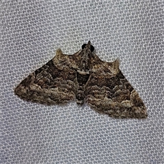 Phrissogonus laticostata (Apple looper moth) at Braidwood, NSW - 25 Nov 2024 by MatthewFrawley