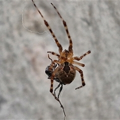 Cryptachaea veruculata (Diamondback comb-footed spider) at Kingsdale, NSW - 24 Nov 2024 by trevorpreston