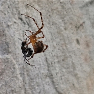 Cryptachaea veruculata at Kingsdale, NSW - 25 Nov 2024 08:18 AM