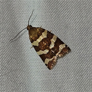 Subfurcatana subfurcatana (A Tortricid moth) at Braidwood, NSW by MatthewFrawley