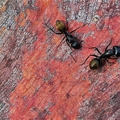 Camponotus aeneopilosus (A Golden-tailed sugar ant) at Kingsdale, NSW - 24 Nov 2024 by trevorpreston