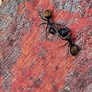 Camponotus aeneopilosus at Kingsdale, NSW - 25 Nov 2024 08:17 AM