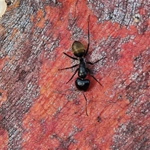 Camponotus aeneopilosus at Kingsdale, NSW - 25 Nov 2024 08:17 AM