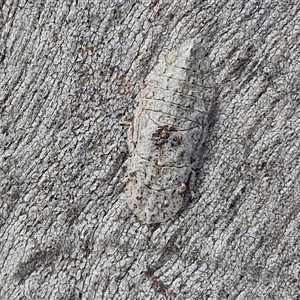 Ledromorpha planirostris (A leafhopper) at Kingsdale, NSW by trevorpreston