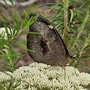 Heteronympha merope at Kingsdale, NSW - 25 Nov 2024 08:13 AM