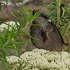 Heteronympha merope at Kingsdale, NSW - 25 Nov 2024 08:13 AM