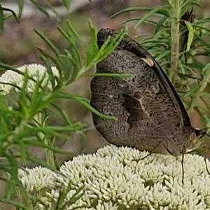 Heteronympha merope at Kingsdale, NSW - 25 Nov 2024 08:13 AM