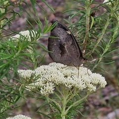 Heteronympha merope at Kingsdale, NSW - 25 Nov 2024 08:13 AM